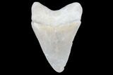 Serrated, Bone Valley Megalodon Tooth - Florida #99877-1